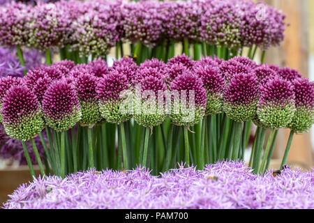 Allium sphaerocephalon. Testa tonda porri. A testa tonda Fiori di aglio su un fiore visualizza. Regno Unito Foto Stock