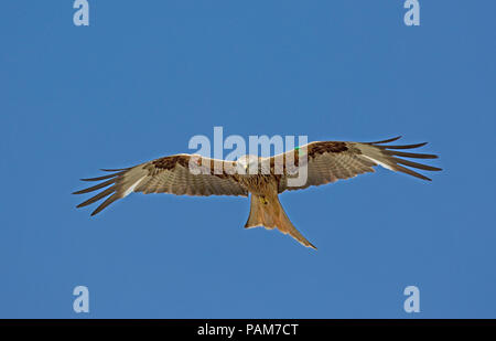 Nibbio reale Milvus milvus in volo Bellymack Kite feeding centre Dumfries Scozia Scotland Foto Stock