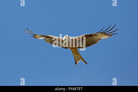 Nibbio reale Milvus milvus in volo Bellymack Kite feeding centre Dumfries Scozia Scotland Foto Stock