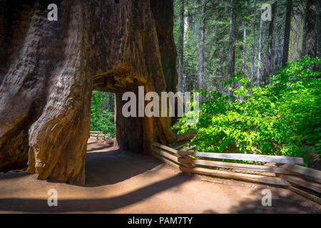 Massiccio a piedi-attraverso il tronco di albero noto come il Tunnel Tree - lungo il Tuolumne Grove trail nel Parco Nazionale di Yosemite. Foto Stock