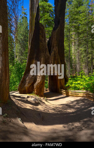 La struttura a tunnel, morto un vecchio albero di sequoia tronco con una passeggiata attraverso un foro ricavato in essa - Tuolumne Grove Trail e il Parco Nazionale di Yosemite Foto Stock