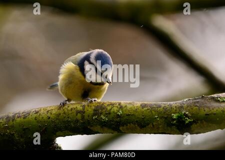 Ritratto di un bluetit appollaiate su un ramo Foto Stock