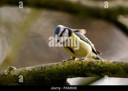 Ritratto di un bluetit appollaiate su un ramo Foto Stock