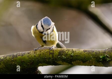 Ritratto di un bluetit appollaiate su un ramo Foto Stock