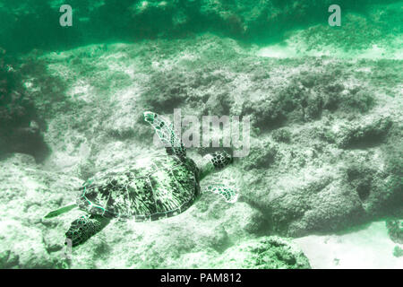 Una tartaruga di mare nuotare lontano dalla spiaggia. Foto Stock