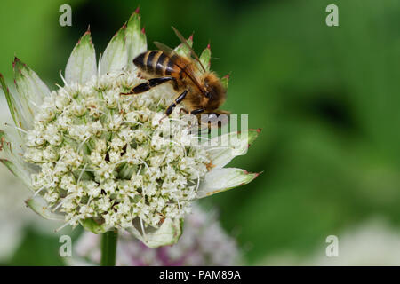 Macro shot di bee impollinatori astrantia un fiore Foto Stock