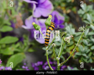 Tyria jacobaeae, cinabro moth caterpillar, mangiare groundsel in giardino Foto Stock