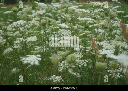 Millefiori bianco-Wild carota, nido di uccelli, Daucus carota Foto Stock