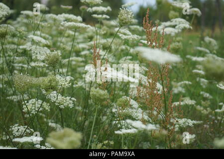 Millefiori bianco-Wild carota, nido di uccelli, Daucus carota Foto Stock