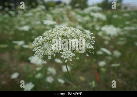 Millefiori bianco-Wild carota, nido di uccelli, Daucus carota Foto Stock