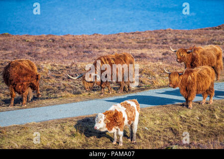 Highland bovini, Strathaird penisola vicino Elgol, Isola di Skye in Scozia, Europa Foto Stock