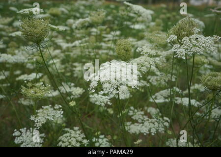 Millefiori bianco-Wild carota, nido di uccelli, Daucus carota Foto Stock