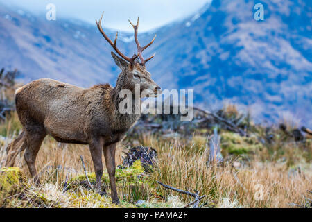 Red Deer in Glen Etive, Argyll, Highlands, Scotland, Regno Unito, Europa.