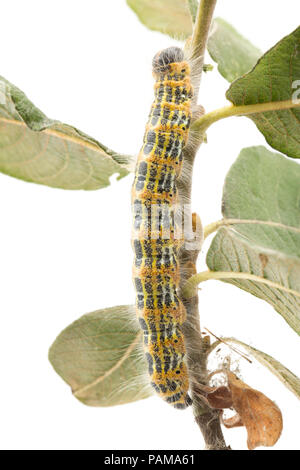 Una falena Buff-Tip caterpillar alimentazione trovati su sallows su un orlo erboso vicino a un supermercato nel nord di Dorset. In grandi numeri possono defogliare alberi. Foto Stock