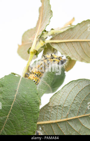 Una falena Buff-Tip caterpillar alimentazione trovati su sallows su un orlo erboso vicino a un supermercato nel nord di Dorset. In grandi numeri possono defogliare alberi. Foto Stock