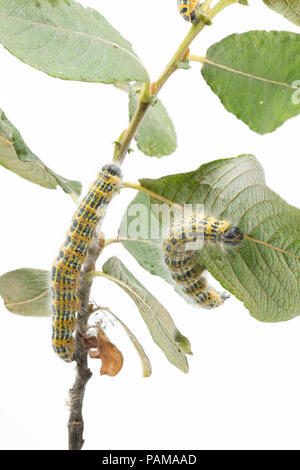 Due Buff-Tip moth bruchi trovati su alimentazione sallows su un orlo erboso vicino a un supermercato nel nord di Dorset. In grandi numeri possono defogliare tree Foto Stock