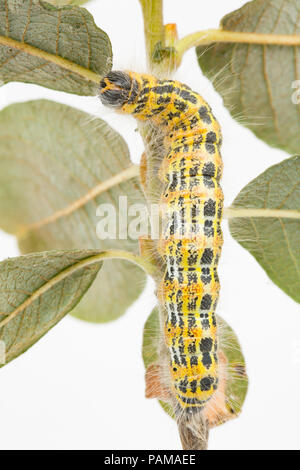 Una falena Buff-Tip caterpillar alimentazione trovati su sallows su un orlo erboso vicino a un supermercato nel nord di Dorset. In grandi numeri possono defogliare alberi. Foto Stock