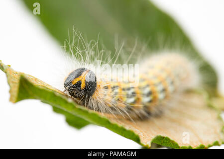 Una falena Buff-Tip caterpillar alimentazione trovati su sallows su un orlo erboso vicino a un supermercato nel nord di Dorset. In grandi numeri possono defogliare alberi. Foto Stock