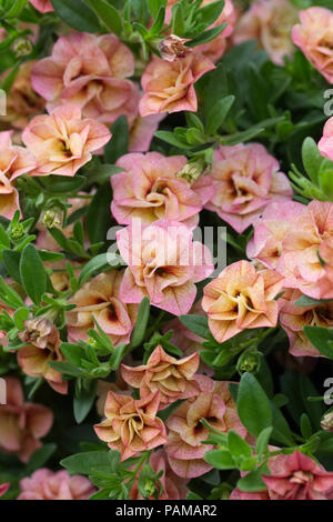 Calibrachoa possibile doppia fiori albicocca. Foto Stock