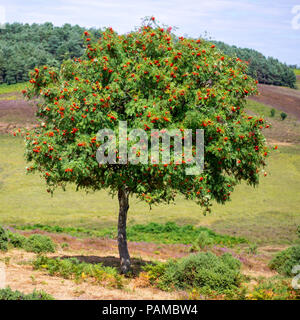 Rowan, o Monte Ceneri, tree (rowan, Sorbus aucuparia) con bacche rosse nella nuova foresta, Hampshire, campagna in luglio Foto Stock