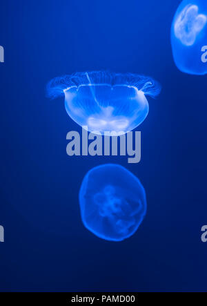 Meduse blu con acqua blu sullo sfondo del mare Foto Stock