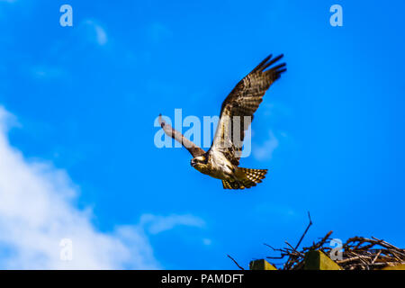 Osprey o pesce Hawk sotto il cielo blu di lasciare il suo nido lungo la strada Coldwater off la Coquihalla autostrada vicino Merritt, della Columbia britannica in Canada Foto Stock