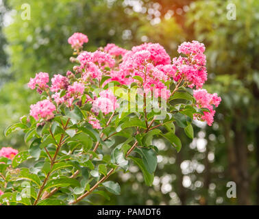 Crêpe fiori di mirto Foto Stock