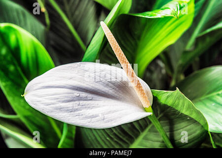 Vista ravvicinata al singolo Giglio Bianco Arum Lily, Zantedeschia aethiopica, fiore cresce in Singapore Botanic Gardens. Foto Stock