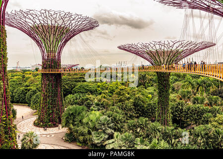 Singapore - Jan 14, 2018: turisti camminando sulla piattaforma su Supertree Grove, i giardini verticali che assomiglia torreggianti alberi, con tettoie e colorata paglierino Foto Stock