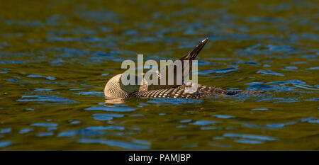 Loon rilassanti sul lago Foto Stock