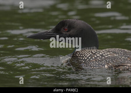 Loon pesca sul lago Foto Stock