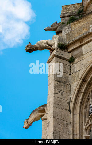 Doccioni di Saint-Just-et-Saint-Pasteur cattedrale in Narbonne, Aude, Occitanie, Francia, Europa Foto Stock