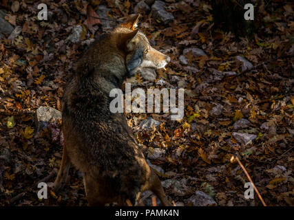 Lupo in ultimo raggio di sole, Abruzzo Foto Stock