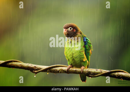 Marrone-incappucciati Parrot su un ramoscello Foto Stock