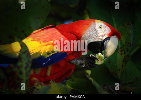 Scarlet Macaw alimentare sulla spiaggia mandorlo Foto Stock