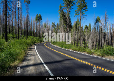 In curva in autostrada 120, una strada piena di alberi danneggiati dal cerchio di fuoco, un devastante incendio di foresta nel 2013 - Parco Nazionale di Yosemite Foto Stock