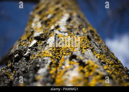 Close-up di lichene giallo a una betulla contro il cielo blu in primavera Foto Stock