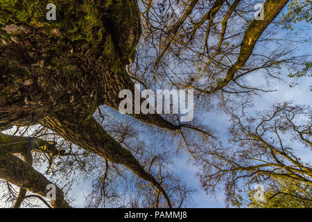 Alberi in autunno dal di sotto, ampio angolo Foto Stock