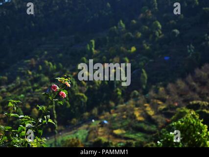 "Fiori profumati di Kodaikanal, Tamilnadu' Foto Stock