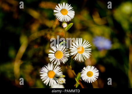 Primo piano delle margherite in estate su un prato Foto Stock