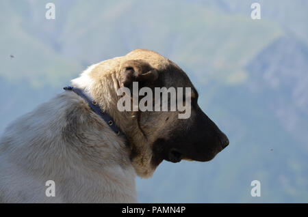 Cani da pastore a guardia di un gregge di pecore vicino a Ilisu, una maggiore Caucaso villaggio nel nord-occidentale di Azerbaigian Foto Stock