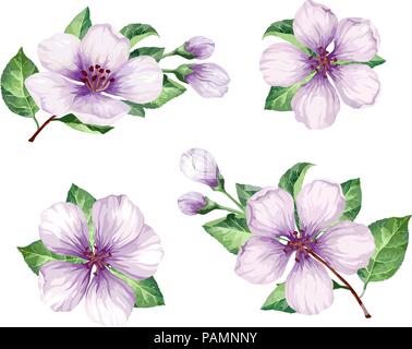 Impostare, la raccolta di fiori di Apple rami isolati su sfondo bianco. Illustrazione Vettoriale