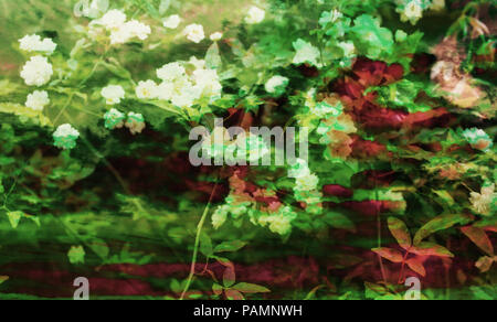 Sfondo digitale arte floreale di fiori / modello realizzato con photo collage tecnica. Foto Stock