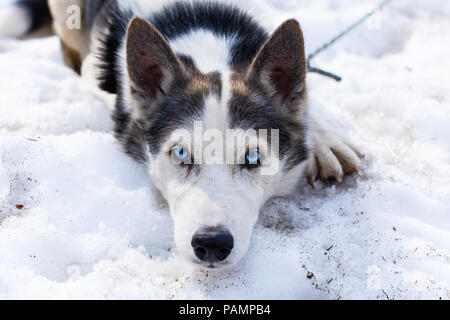 Giocoso alaskan husky cane guarda dritto verso la fotocamera mentre posa in snow Foto Stock