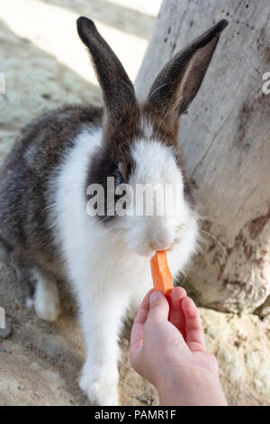 Per i bambini di alimentazione a mano un coniglio con la carota in fattoria per esterni