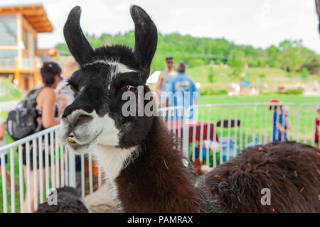 In prossimità di una lama in un parco Foto Stock