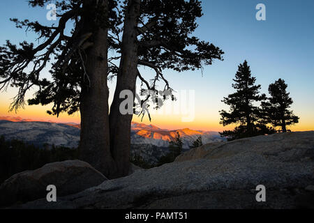 Arancione tramonto lo sbiadimento di luce su alberi di pino e High Sierra picchi sul sentiero escursionistico da maggio Lago e Monte Hoffman - Parco Nazionale di Yosemite Foto Stock