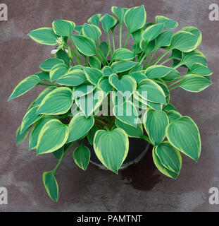 Questo Hosta con il suo bel colore giallo verde orlato nervate foglie è un al di là del British National raccolta di piccoli e Hosta in miniatura. Foto Stock