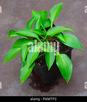 Questo Hosta con il suo bel verde foglie nervata costituisce una parte del British National collezione del British Hosta e Hemerocallis society Foto Stock