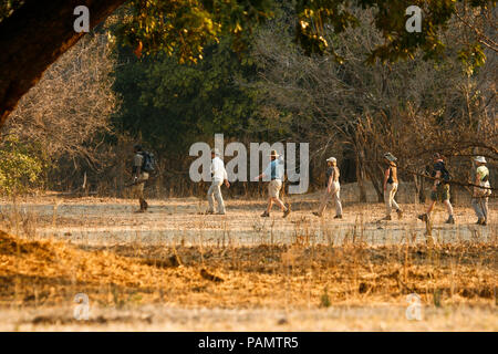 I turisti su Safari a piedi. Parco Nazionale di Mana Pools. Zimbabwe Foto Stock